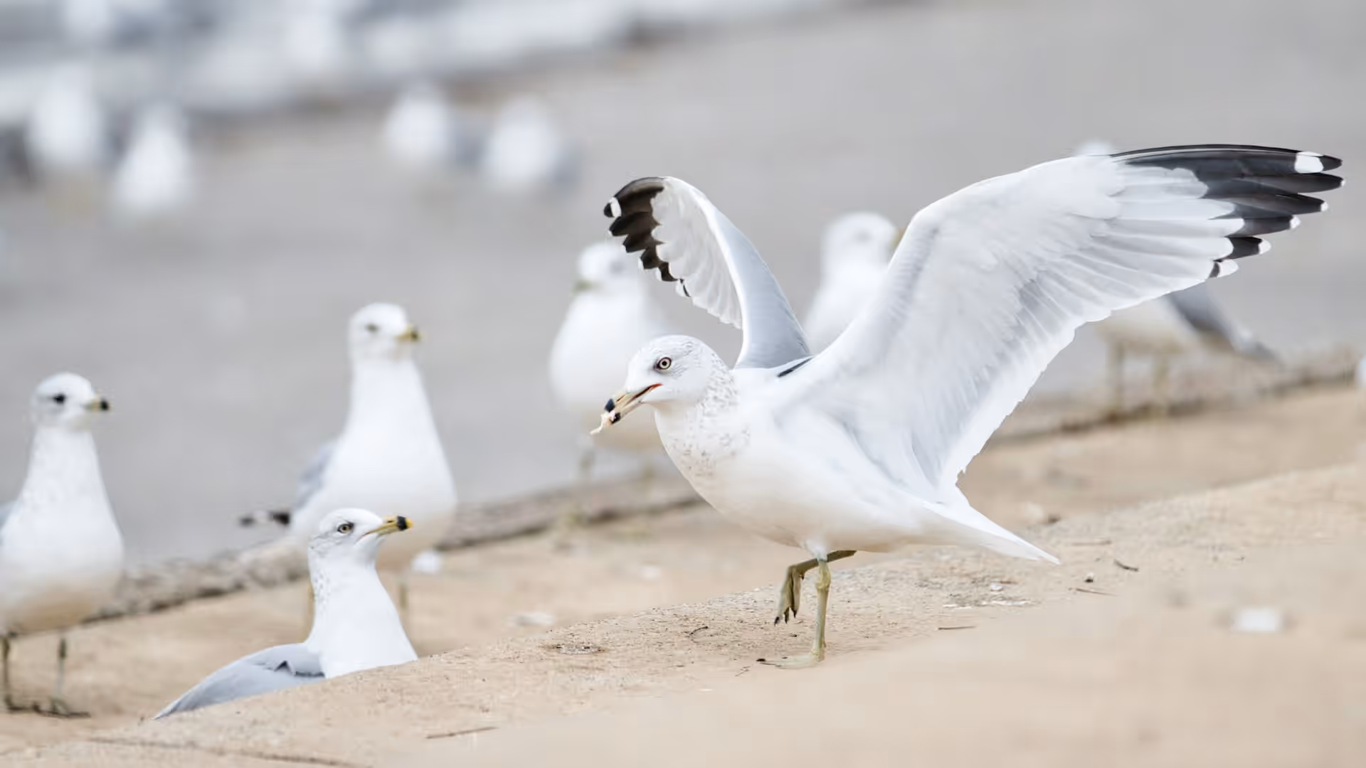 Seagulls along the riverfront in Paducah, KY